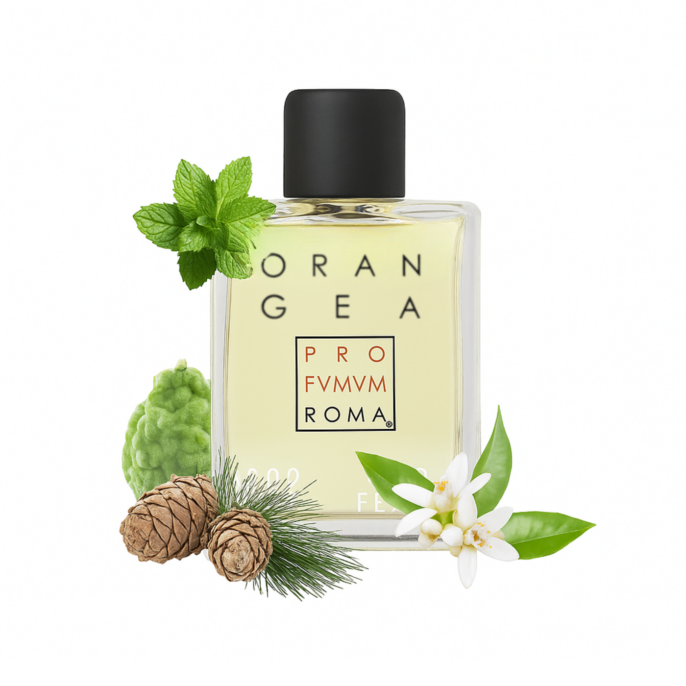 Profvmvm roma Orangea